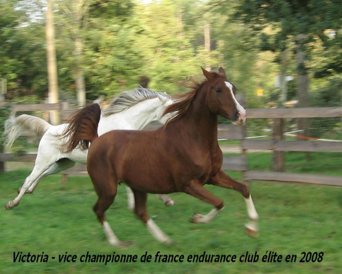 Bed and Breakfast Le Ranch Amadeus Saint-Paul-en-Born Exterior foto